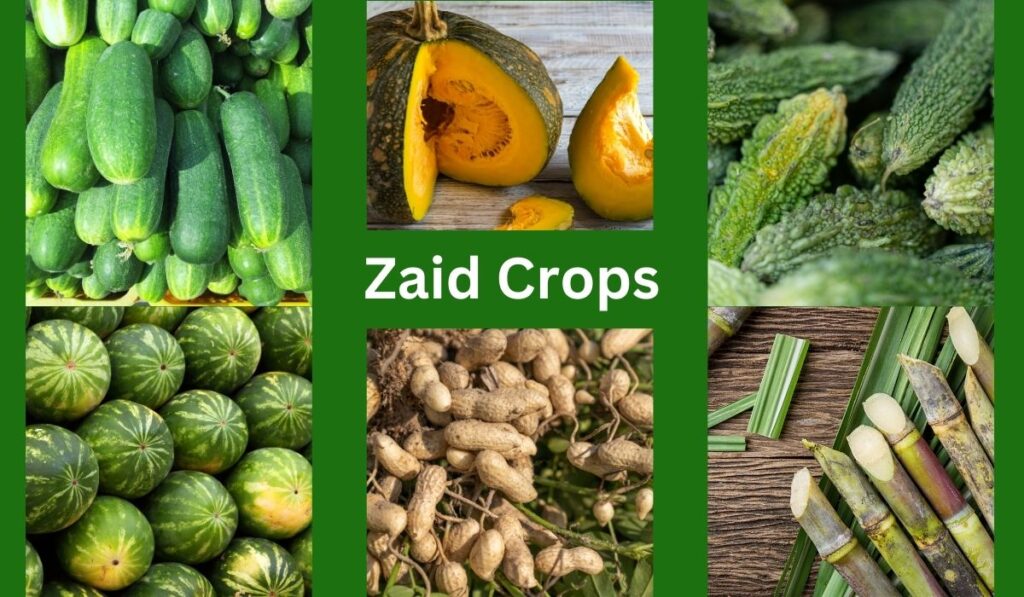 Zaid crops, types, definition and seasons
