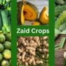Zaid crops, types, definition and seasons